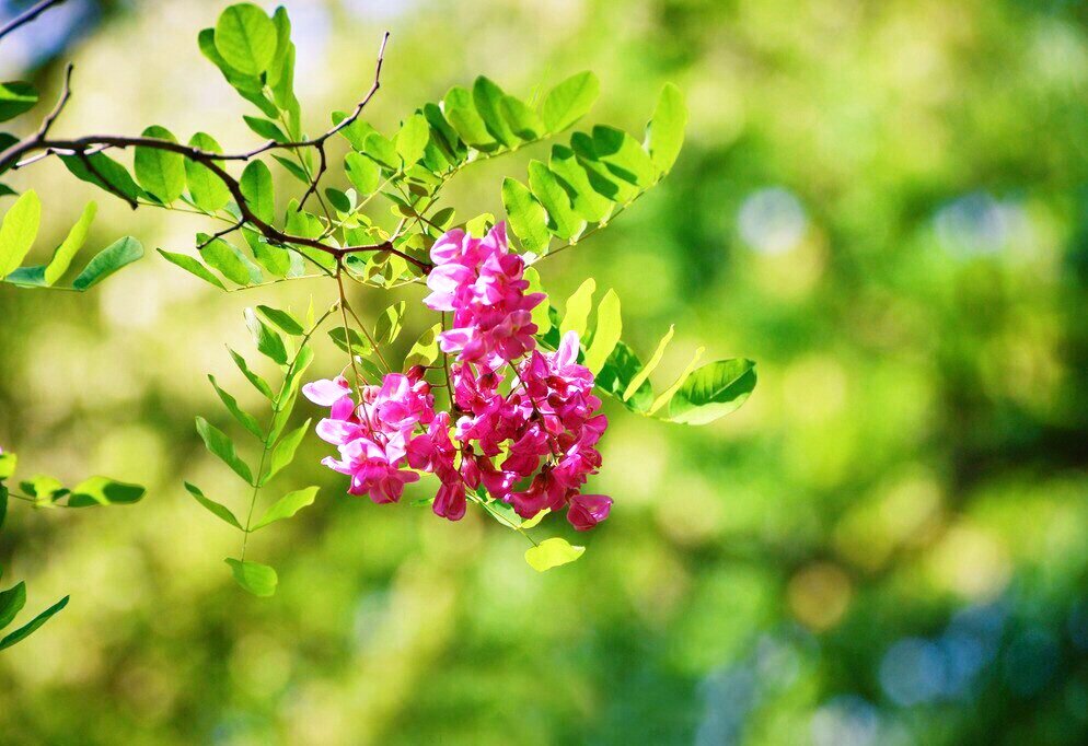 写槐花美的诗句,描写槐花清新淡雅香气四溢的诗句