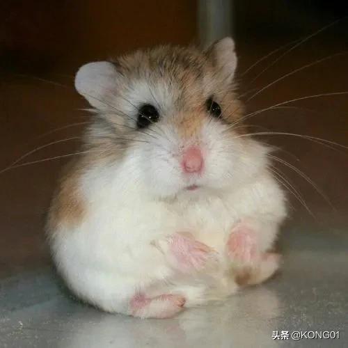 新手养仓鼠仓鼠生宝宝了该怎么办,新手怎样养仓鼠