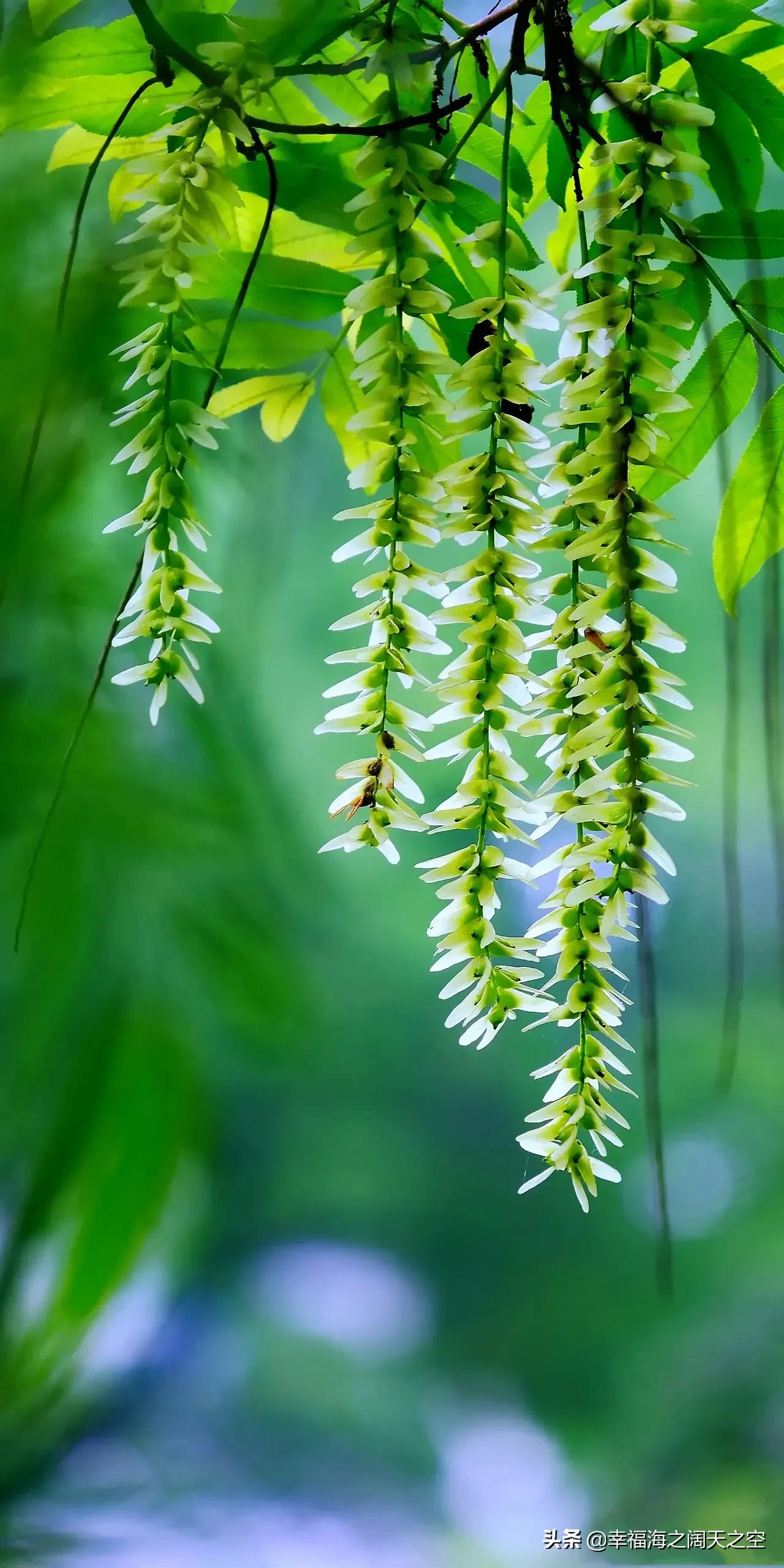 澶х埍鏃犵枂浜洪棿鏈夌埍鎰熸偀,鎰熸仼澶х埍鏃犵枂