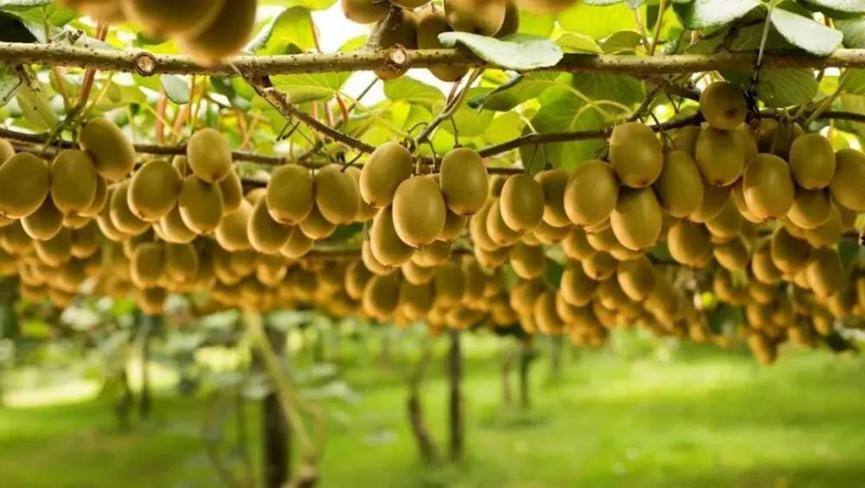 新西兰弄走了湖北猕猴桃，还让中国人付版权费？