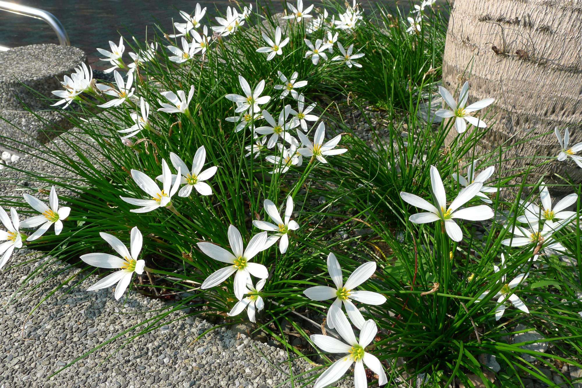 常见有毒花千万别碰,世上有毒的花和植物