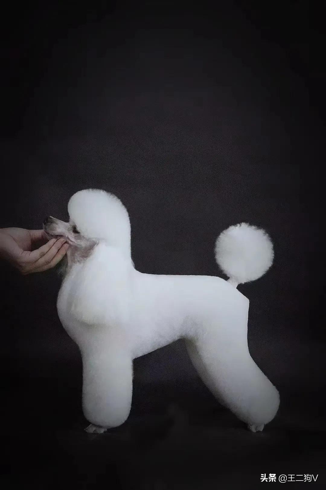 小卷毛留什么发型,顺毛儿童适合什么发型