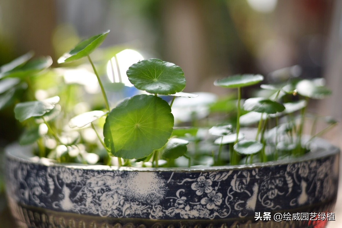 8种超好寓意的绿植旺财又旺人,7种霸气植物寓意吉祥子孙富贵