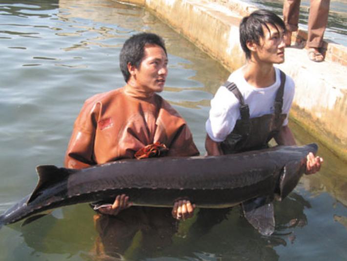 鱼子酱25万一小勺,顶级鱼子酱为什么这么贵