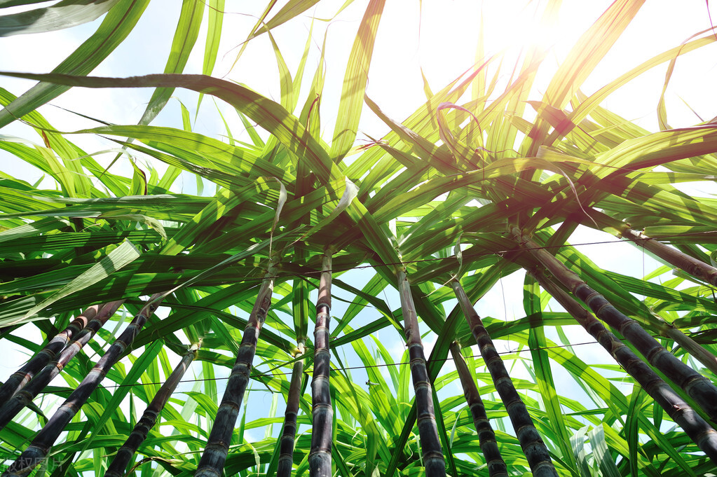 舌尖上的甜蜜史，广西的甘蔗产业有多强？