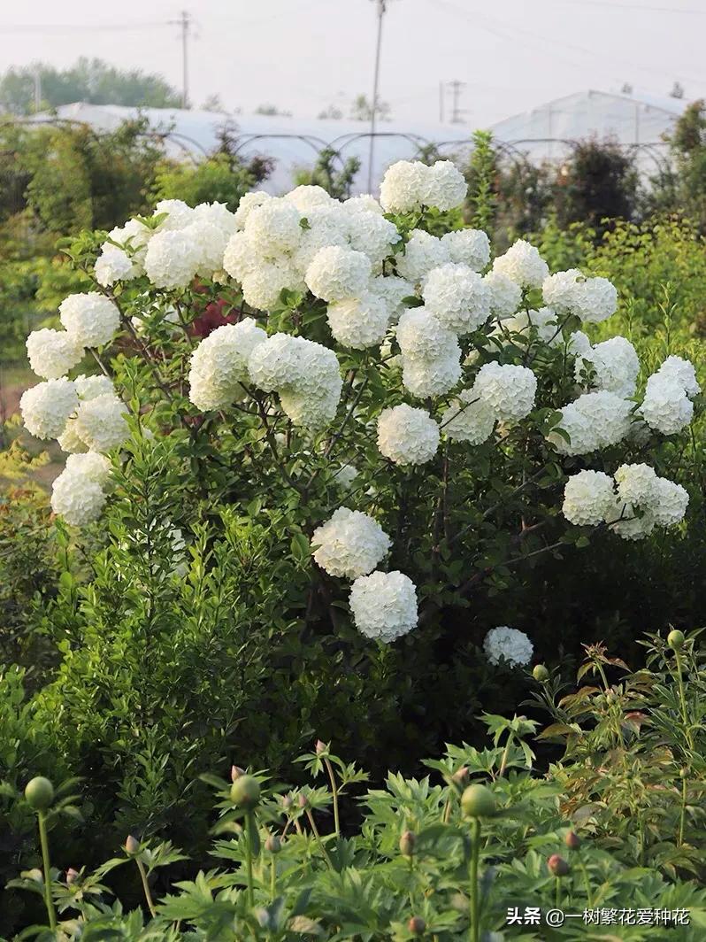 绣球花和球兰花,哪个品种的绣球花球大