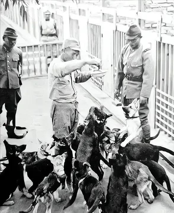 一小战士被鬼子推进狼狗池，10条狼狗扑上来，他冷笑：再多来几只