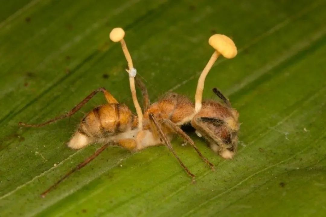 令人难以置信的20个事实 (16个令人惊呆的事实)