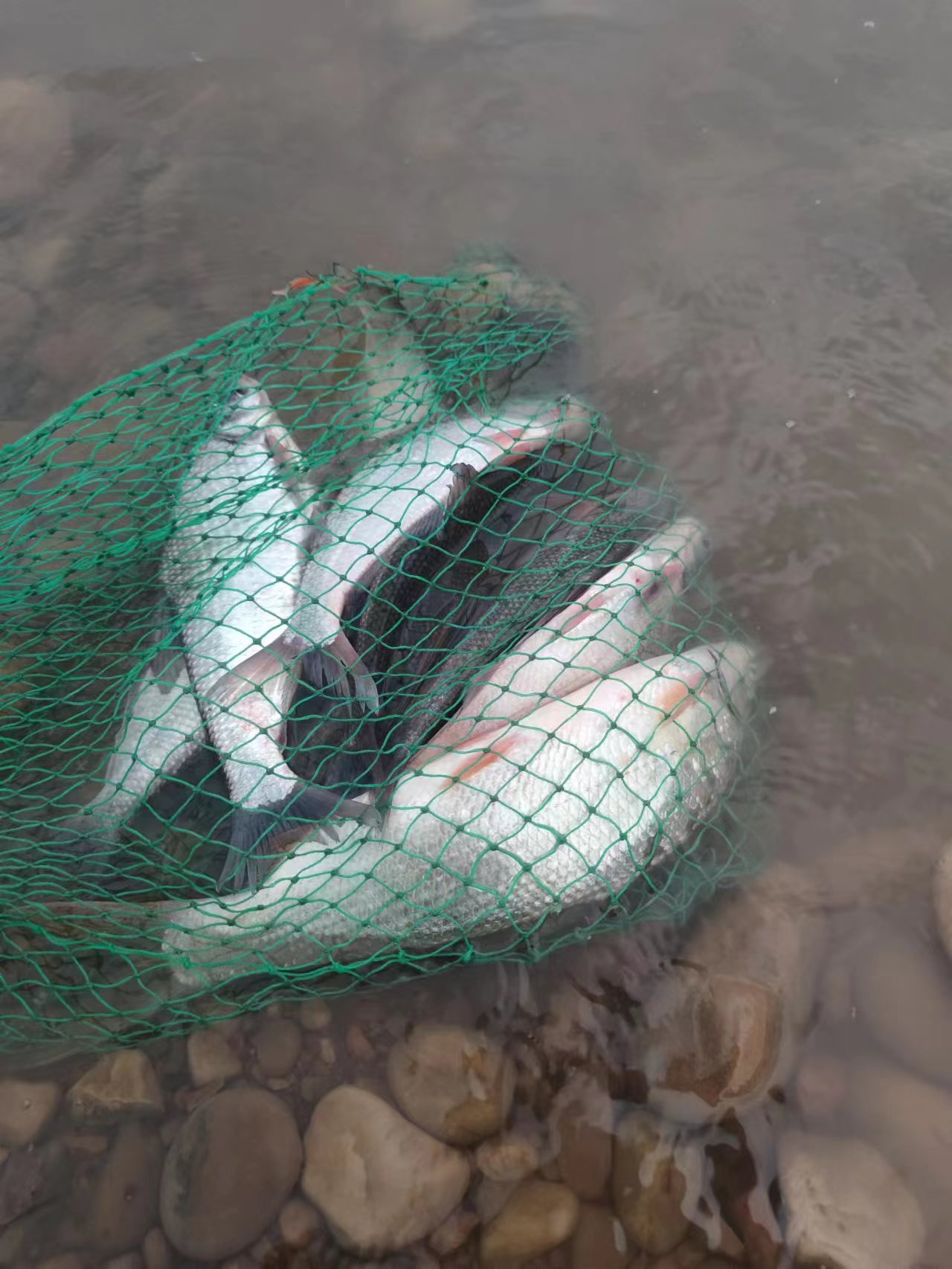 调平水钓两目有口不上鱼,小溪钓鱼有口不上钩咋回事