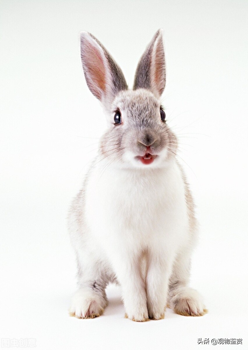 生兔子需要公兔和母兔在一起吗,兔子生完小兔子要不要分开