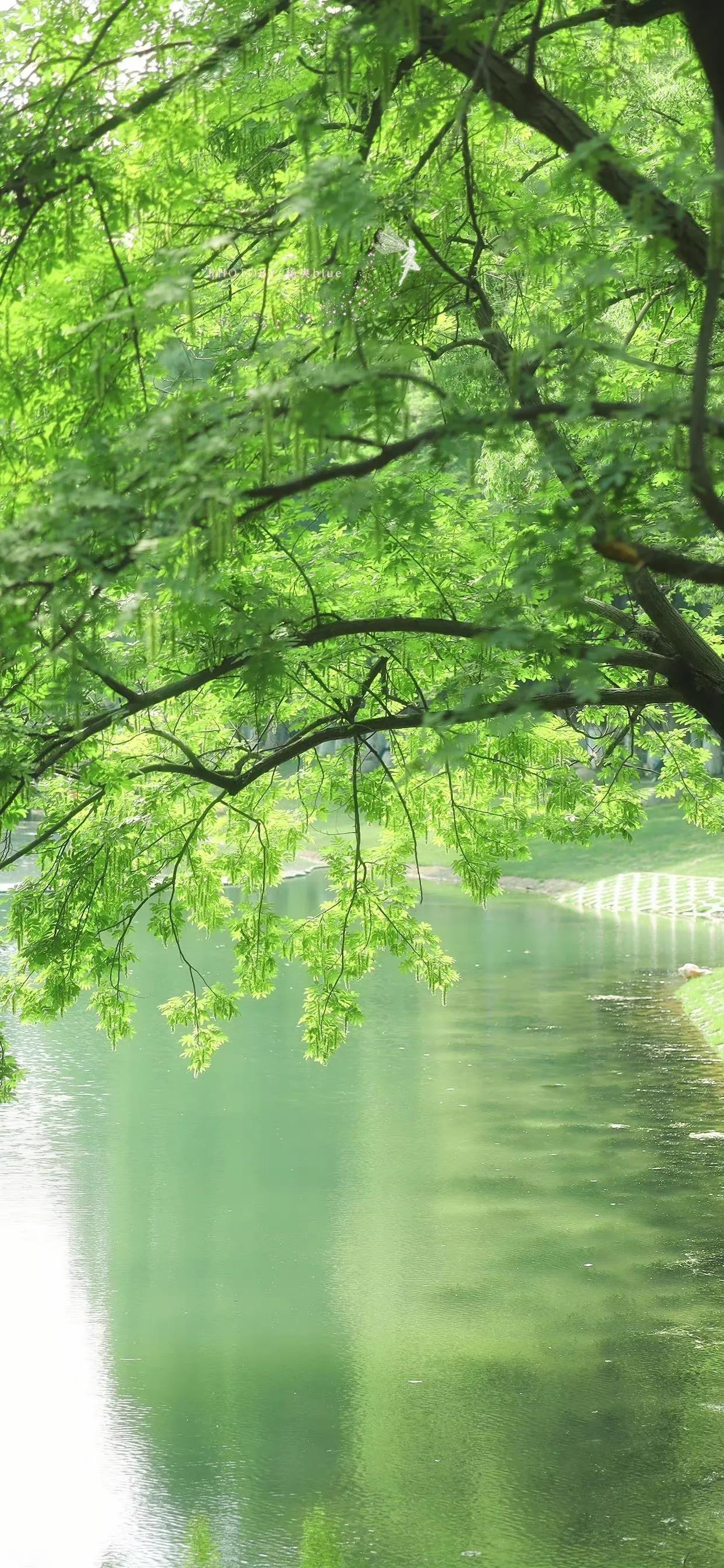 夏季清新凉快的壁纸高清,夏天一看就很凉爽的壁纸