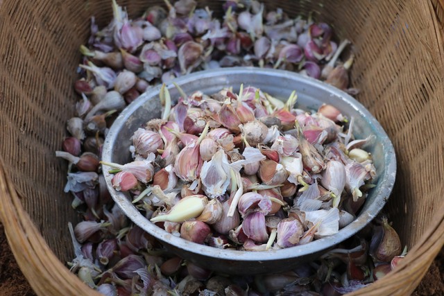 大蒜天然抗生素健康守护神,大蒜最佳高产药