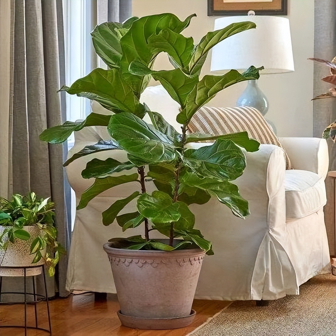 适合养在客厅好养活的绿植,十大最好养的客厅大绿植