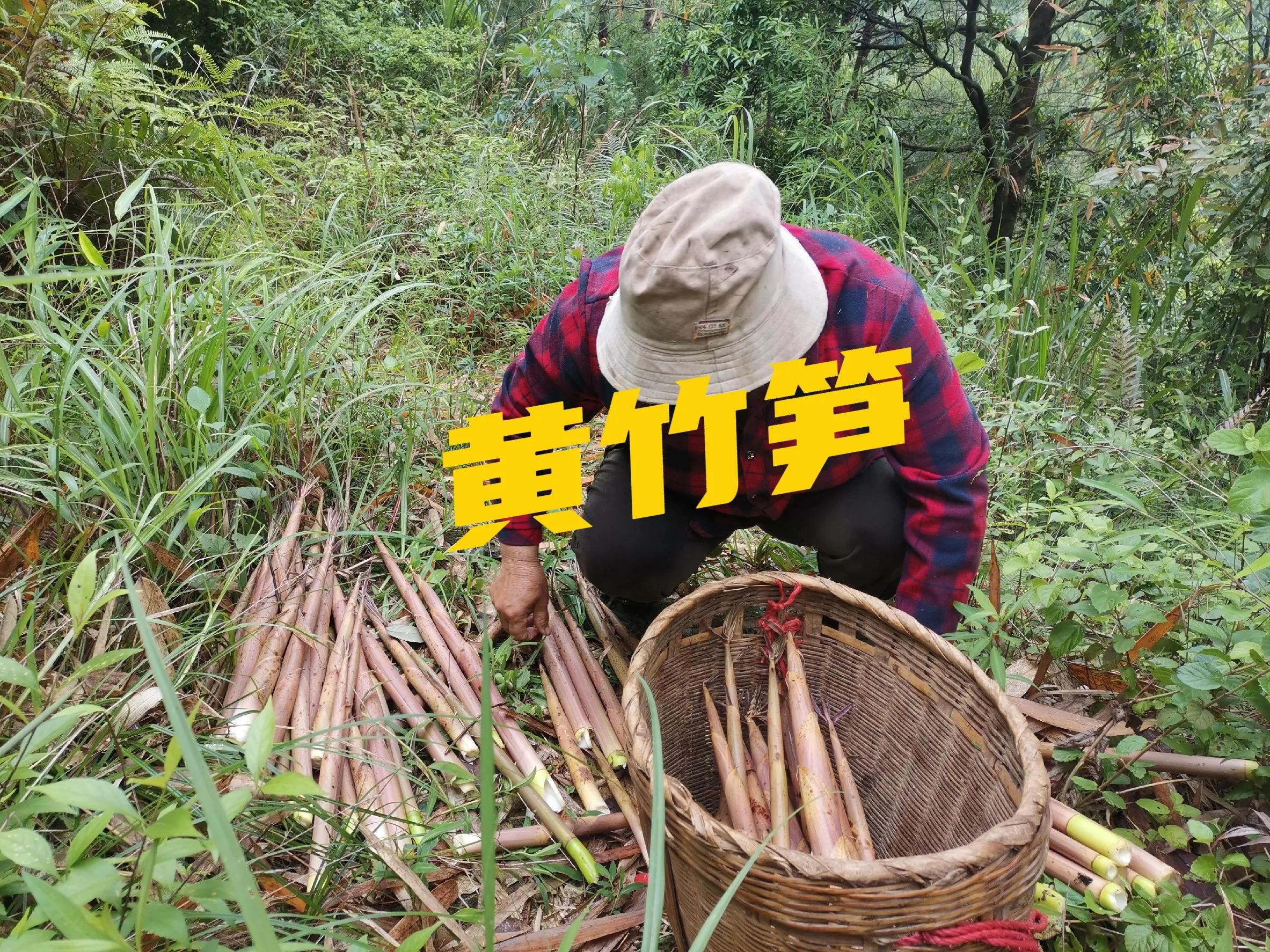 野生竹笋干是怎样做成的,野生竹笋能做干笋吗