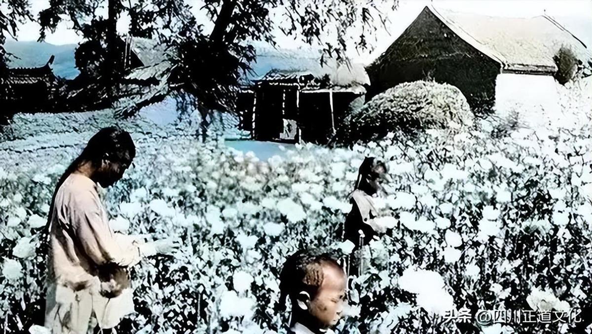 日军当着国军的面杀俘虏,日军侵华兽行