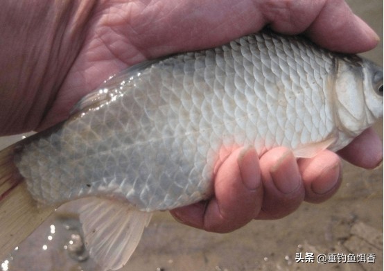 春分钓鲫鱼用多长的竿,春分后钓鲫鱼用什么饵料搭配