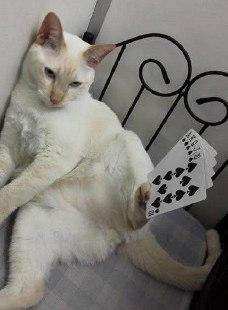 印度男子骑自行车去瑞典,印度男子跨越亚洲找爱情