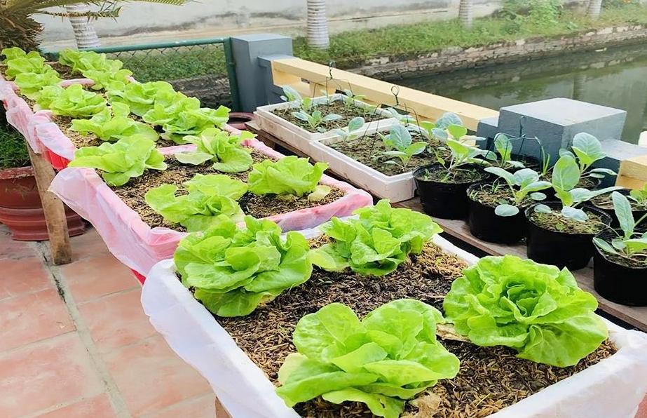 泡沫箱种菜有毒吗会不会致癌,泡沫箱种菜有毒是真的吗