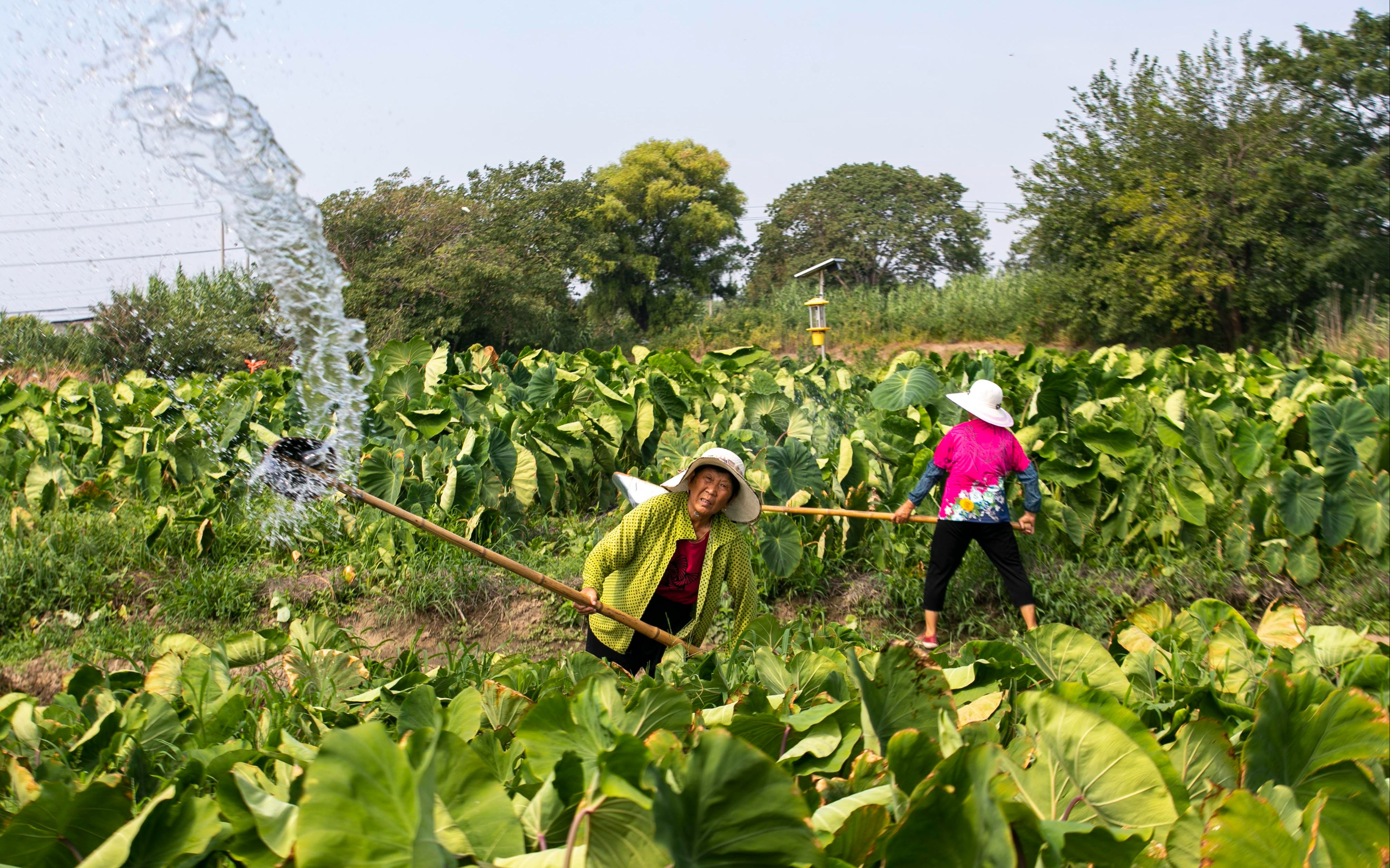 抗旱排涝设备,抗洪排涝的农业机械