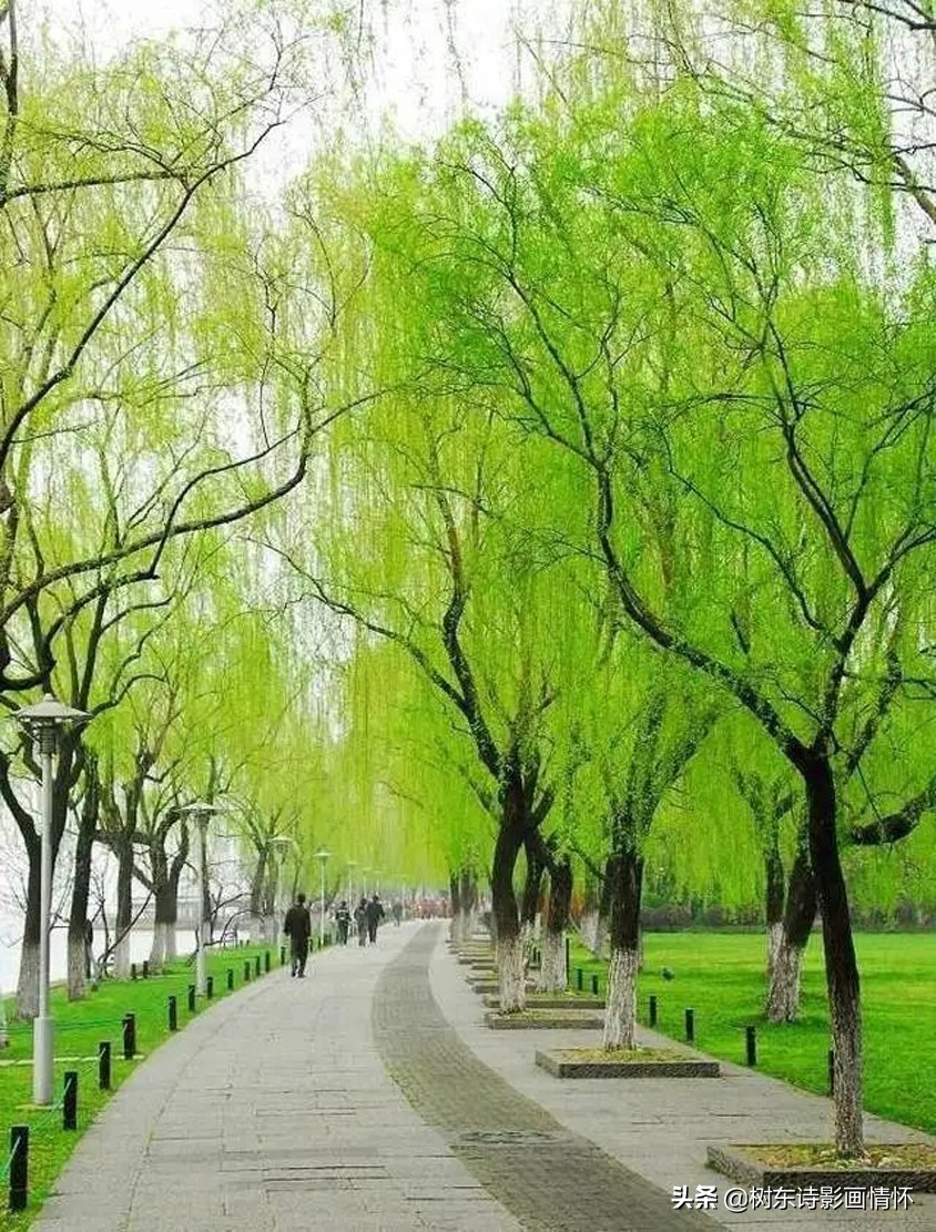 春风杨柳万千条,六亿神州尽舜尧,从咏柳中体会中华文化的魅力