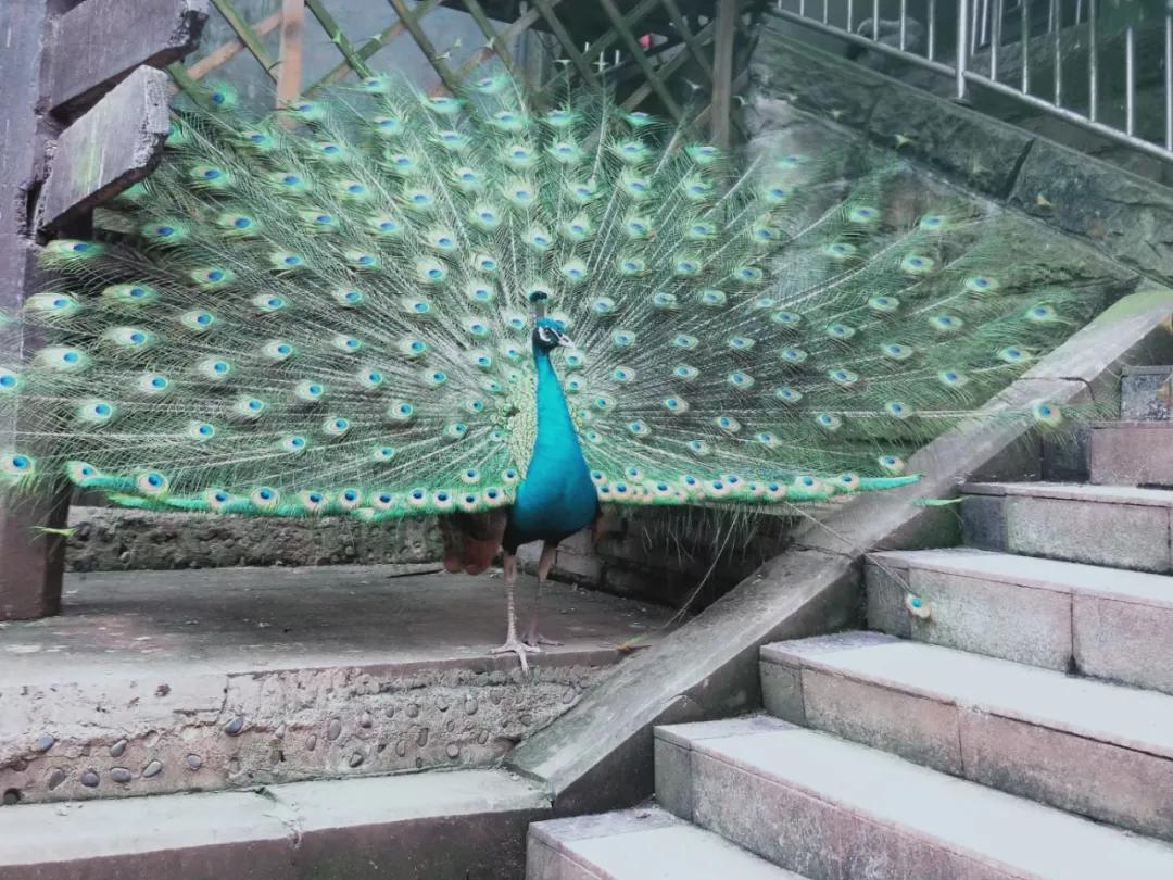 重庆9号线即将通车时刻表,重庆9号线今天运行状况