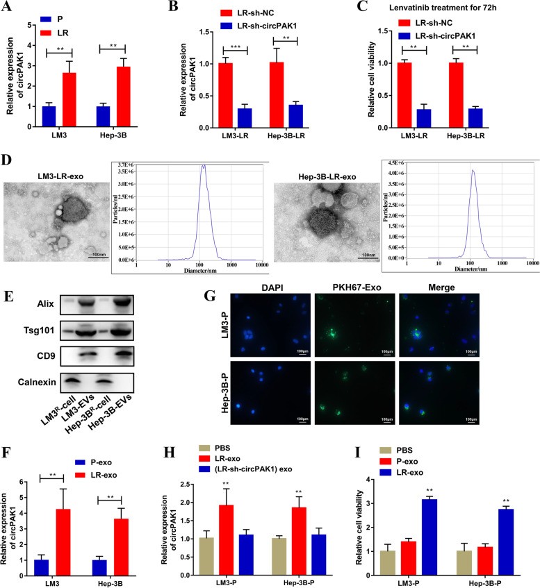 CircPAK1与14-3-3ζ相互作用,调节YAP核定位促进肝细胞癌进展
