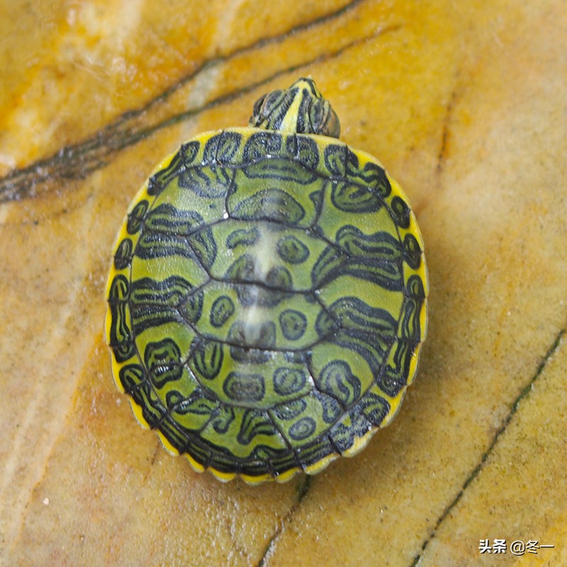新手养龟的基本知识,入门养龟用什么龟缸