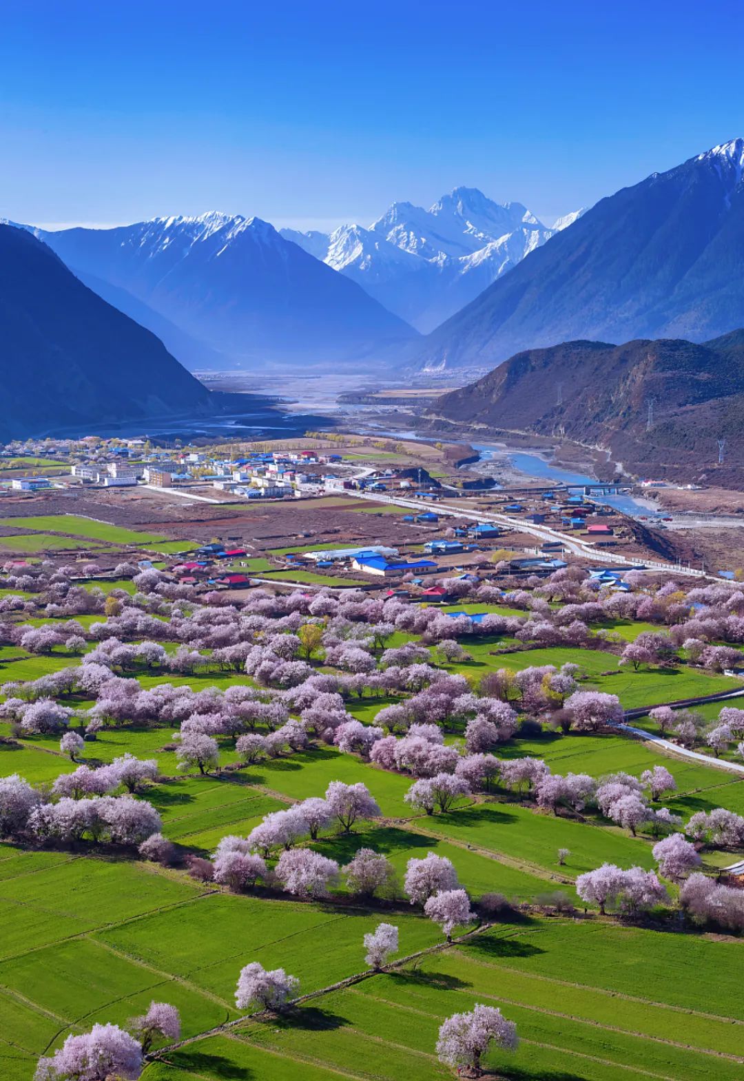 桃花仙子选拔总决赛,桃花仙子选拔大赛活动