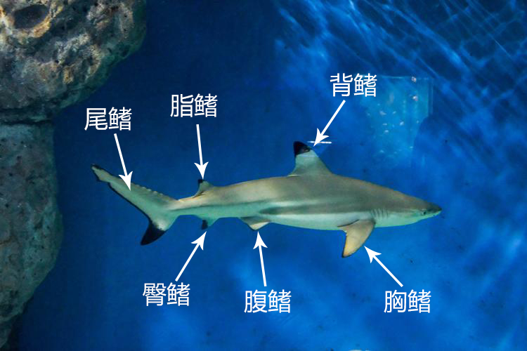 鲨鱼被割掉鱼鳍还能活多久,现在鲨鱼每年有多少被杀