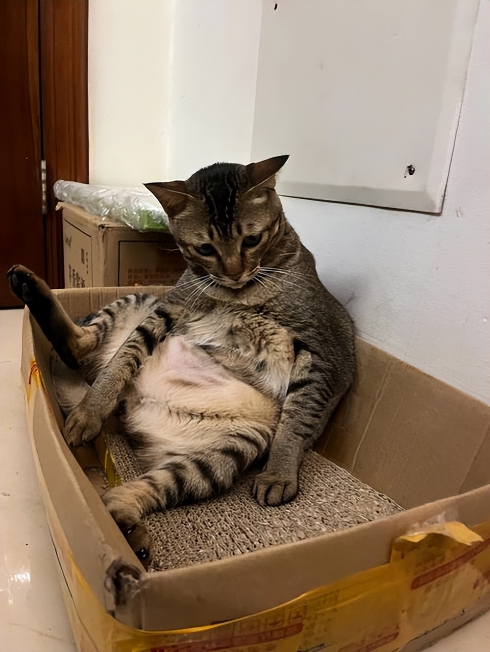 这三种猫不建议养,城市套路太多了实在防不胜防