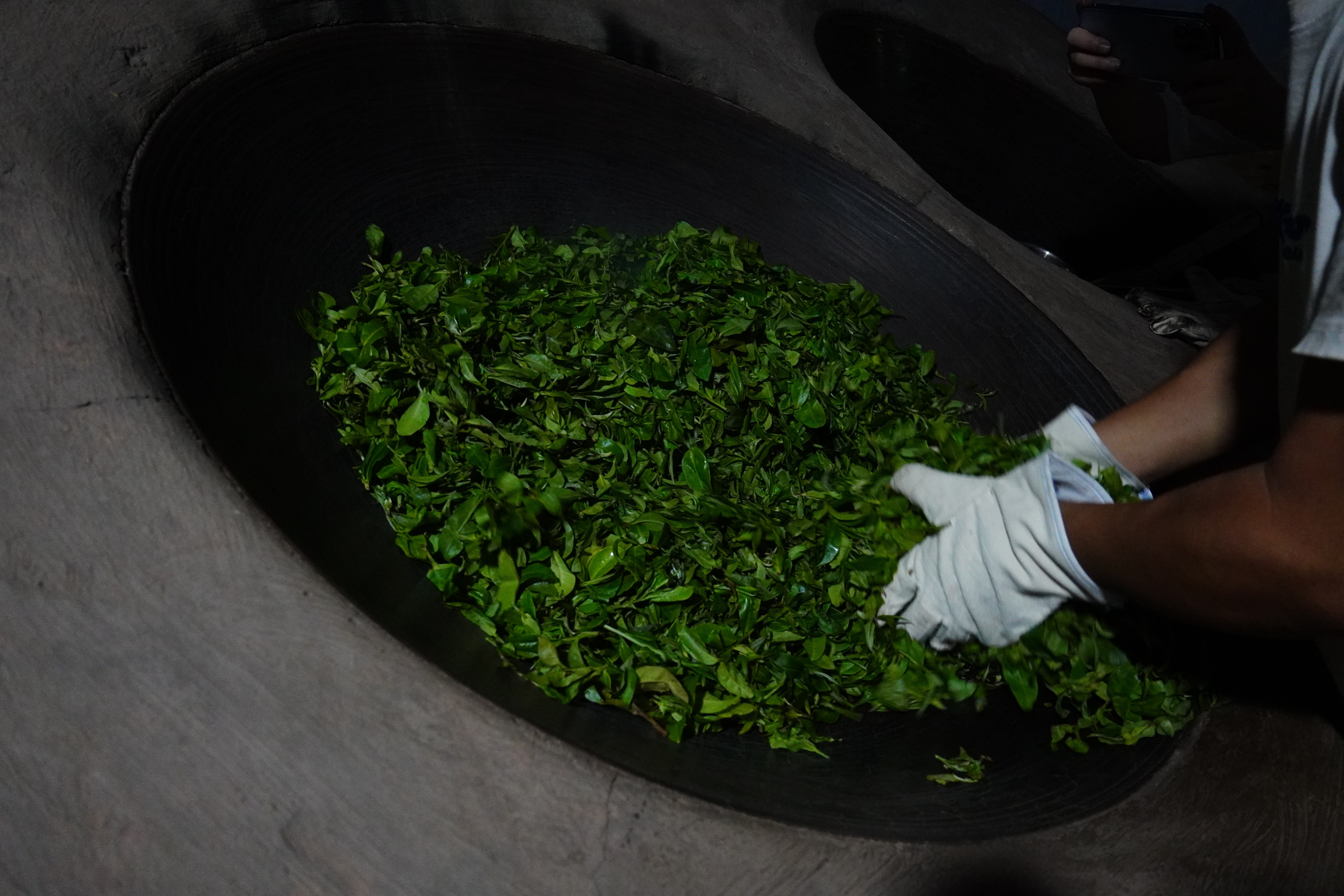 2023年普洱茶品质如何,普洱茶品种为什么不好卖