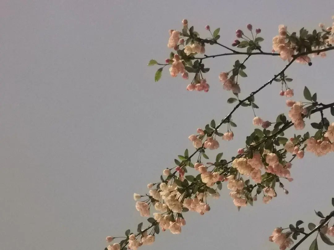 错过了一个秋天,错过了一个春秋