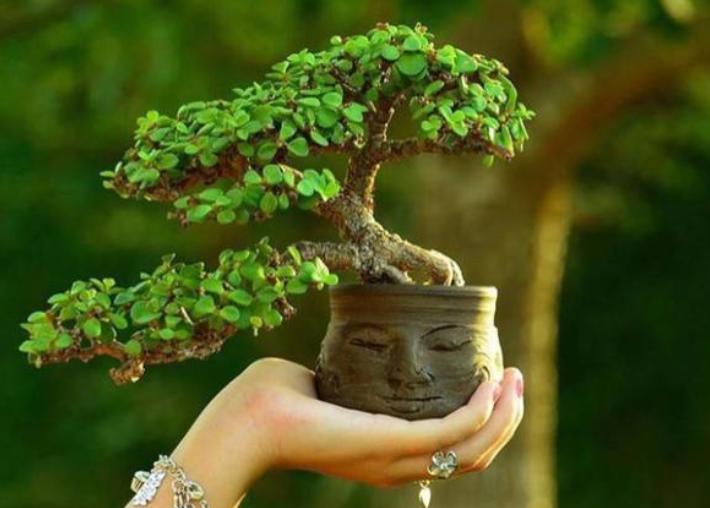 降温了花草室内过冬,降温了种菜