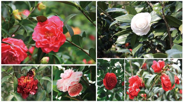 一月山茶花哪个地区最美,赏花山茶花