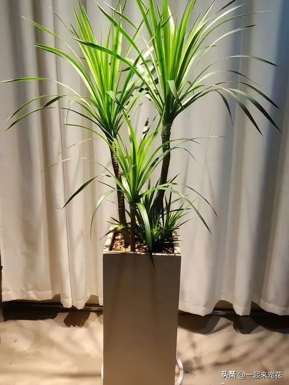 客厅养什么绿植最好看又好养,客厅放置什么绿植好最好养活