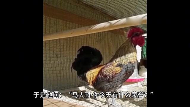 生肖鸡女人优点与缺点,生肖鸡的最大优点与最大缺点