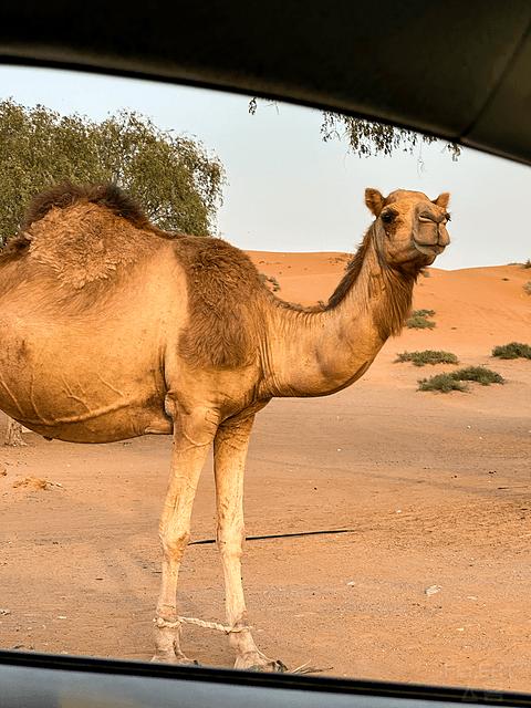阿联酋丽思卡尔顿,阿联酋野奢帐篷