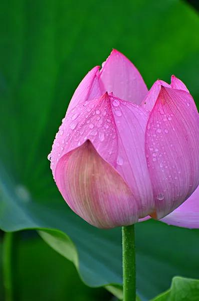 濯清涟而不妖说的是荷花还是莲花,濯清涟而不妖的荷花名句