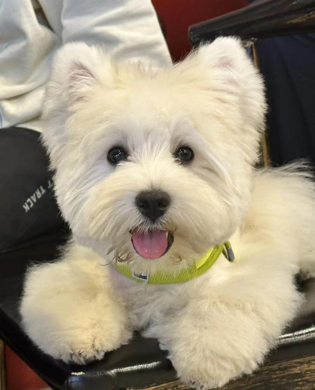 家庭养小型犬养什么品种好,短嘴巴大眼睛小型犬有多少品种