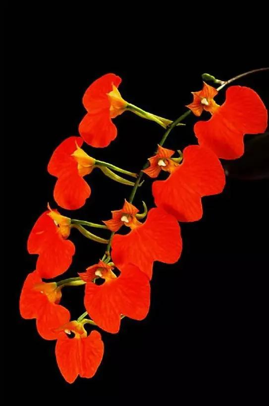 十种最有名的兰花图片,最美的100种兰花图片