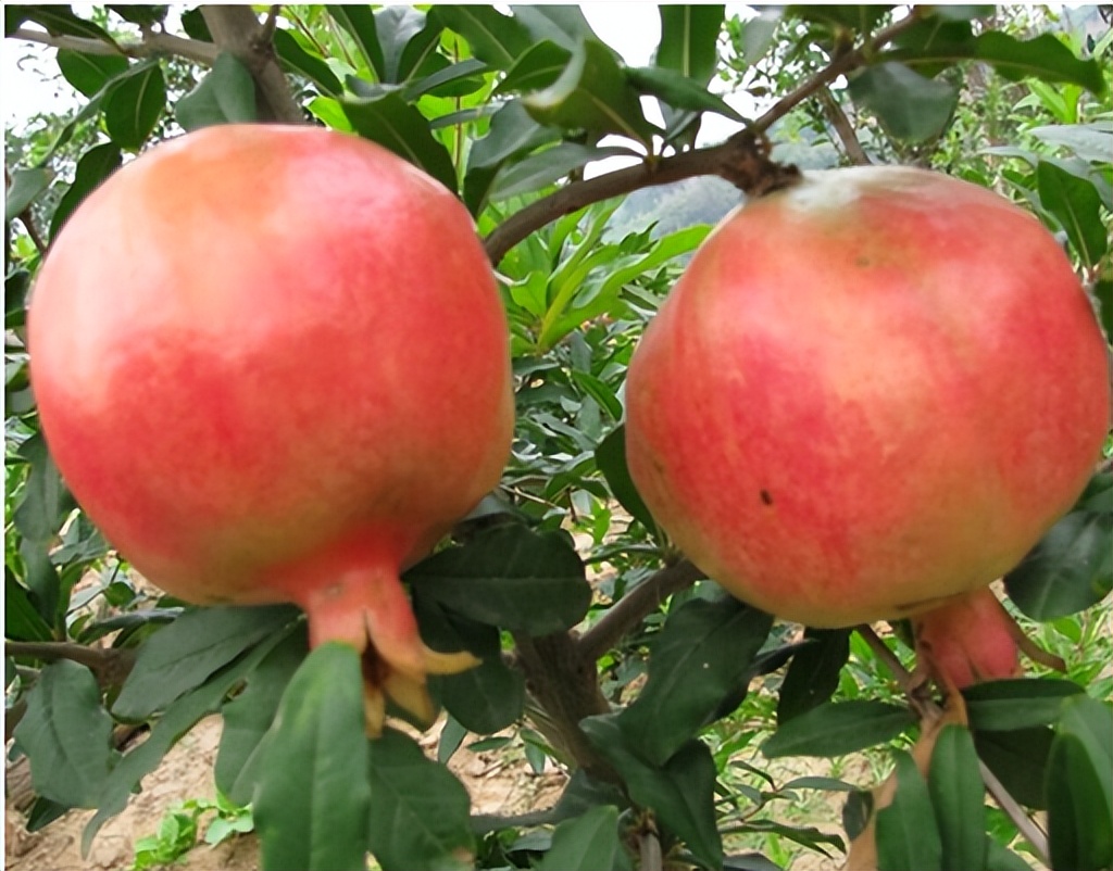 石榴大面积种植方法最简单,盆栽软籽石榴怎么种植