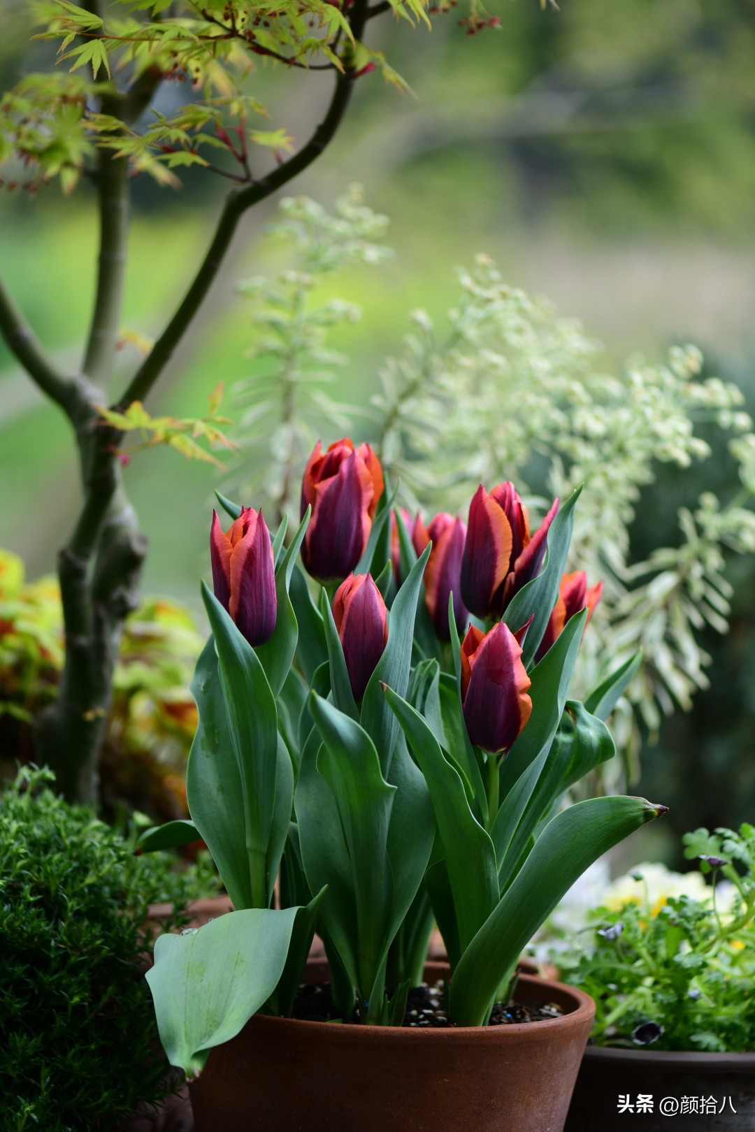 河马花园最耐阴植物,最漂亮的花园里的郁金香