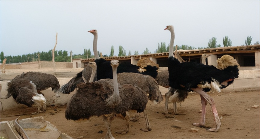 鸵鸟利润这么大为啥养的人不多,中国大型鸵鸟