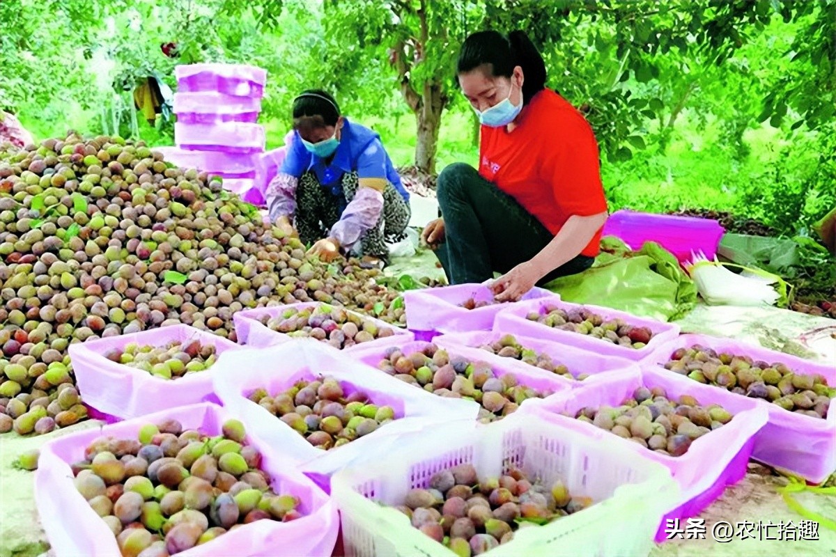一斤20元跌到4元，跟风种到凉凉，如今又遇早采，消费者不买账