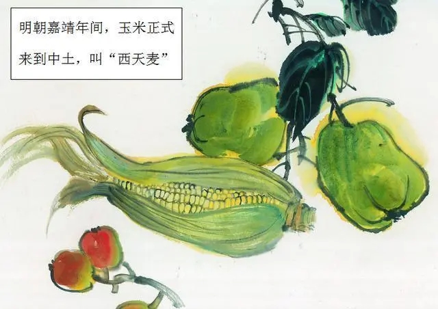 玉米在我国粮食安全中地位,当前玉米是我国第一大粮食作物