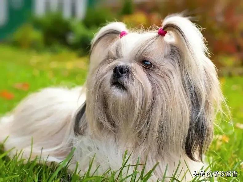 狗的种类常见宠物狗的品种及特点,宠物狗种类及特点