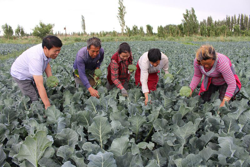 日本垄断西兰花种子市场，每年狂赚我国数十亿，我国如何反击？