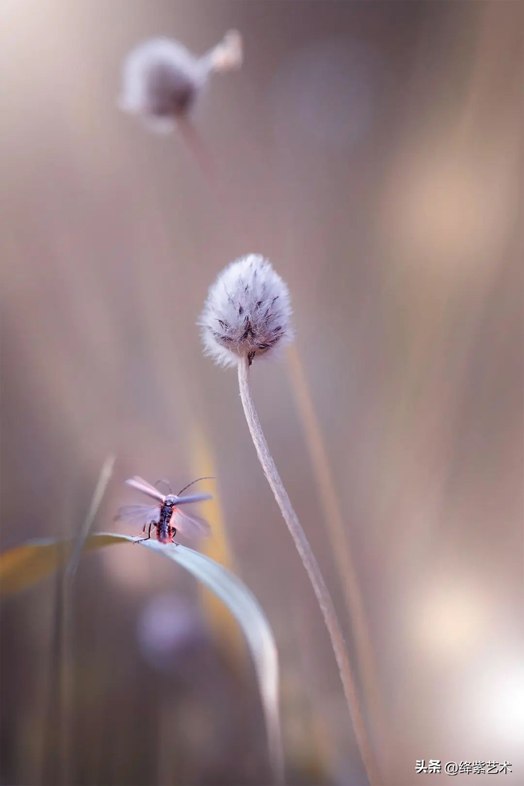 微距镜头之下的苍蝇,苍蝇微距拍摄