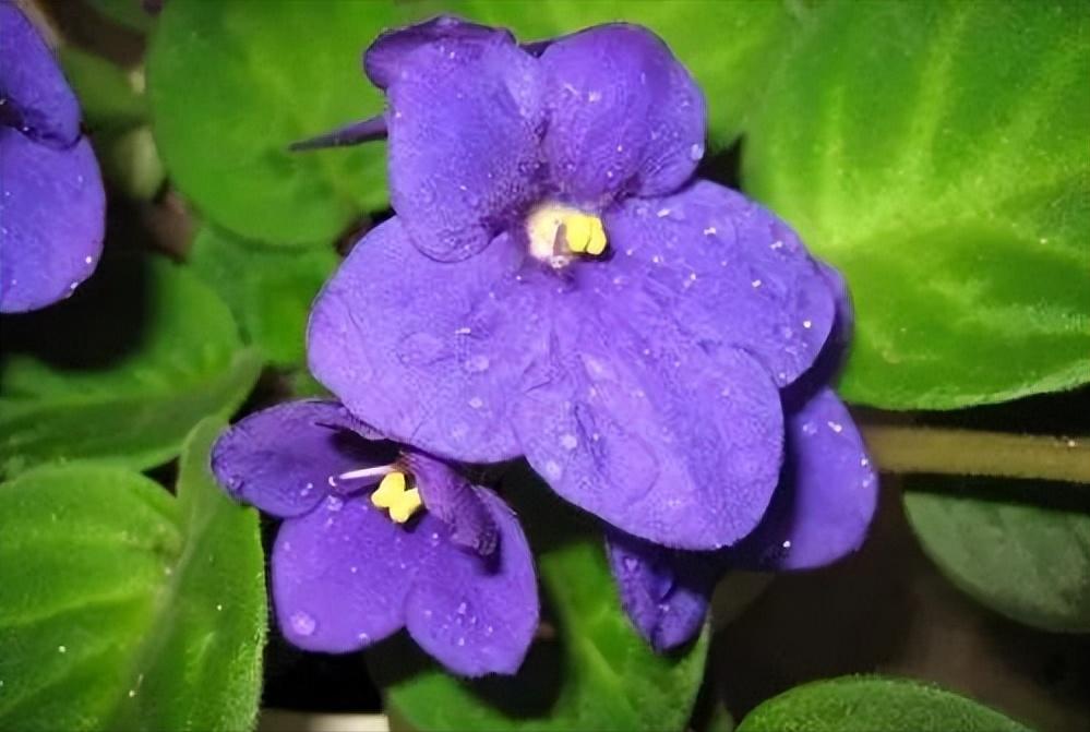 菲拉格慕男士蓝色香水好不好,菲拉格慕蓝色经典男性淡香水