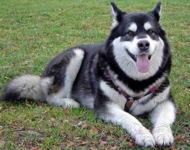 为什么阿拉斯加幼犬那么难教,阿拉斯加主人性格分析